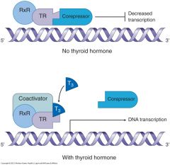 In the absence of thyroid hormone, the thyroid hormone receptor (TR): retinoid X receptor (RXR) heterodimer associates with a corepressorcomplex, which binds to promoter regions of DNA and inhibits gene expression.


                              ...