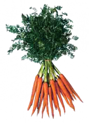 Carrots (Bunch)