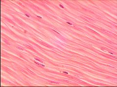Structure and Function of muscle cells Flashcards - Cram.com