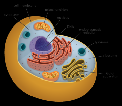 Functions of the cell's organelle