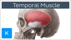 Face and Head Muscles
Temporalis