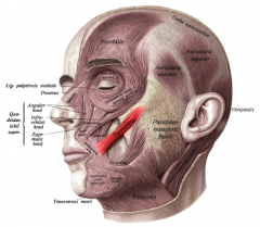 Face and Head Muscles
Zygomaticus major