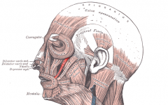 Face and Head Muscles
Zygomaticus minor