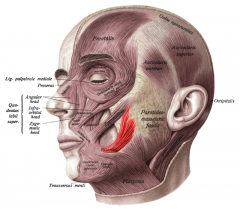 Face and  Head Muscles
Risorius