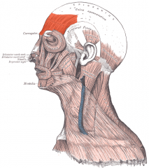 Face and Head Muscles 
Frontalis