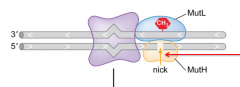 (nickase) cleaves DNA bonds within DNA molecules