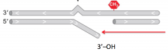 cleaves thenucleotides at the end of aDNA molecule, requires free3’ or 5’ –OH, works with ahelicase