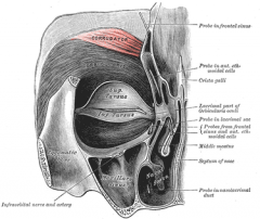 Face and Head Muscles
Corrugator