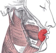 Face and Head Muscles
Orbicularis Oris