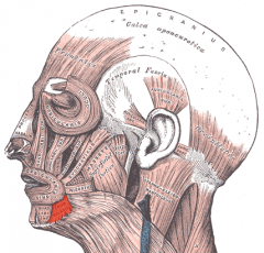 Face and Head Muscles
Depressor anguli Oris