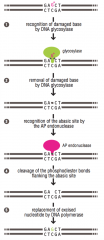 one of two types of excision: acts on a single damaged nucleotide
(BER and DR)
1. DNA glycolysase recognizes and removes damaged base. 2 AP endonuclease recogs abasic site. 3. replacement via polymerase and ligase