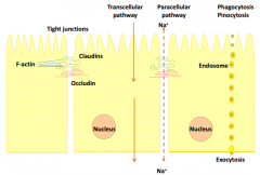 Paracellular pathway:
Transport between epithelia cells, is controlled by the tight junctions. (Only possible for watersoluble molecules).

Trancellular pathways:
Transport through epithelia cells. Needs transporters. (easy for fat soluble molecu...