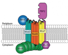 A bacterial actin homolog

Proposed to make filaments inside the cell