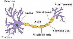 Branching neuron process that serves as a receptive, or input region; transmits an electrical signal towards the cell body.