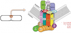 A complex of enzymes and transmembrane proteins that synthesize the bacterial septum