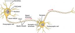 Connect cell body to axon
