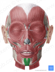 Face and Head Muscles
Mentalis
