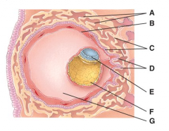 These cells are derived from the yolk sac and form a connective tissue layer.