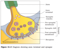 Axon terminal to effector cell. (functional Junction)