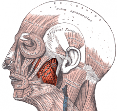 Face and Head Muscles
Masseter