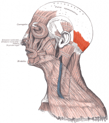 Face and Head Muscles
Occipitalis