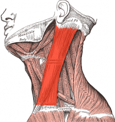 Neck Muscles
Sternocleidomastoid