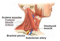 Neck Muscles 
Scalenes
Scalenus anterior