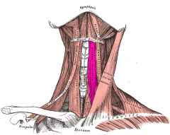Neck Muscles
Sternohyoid