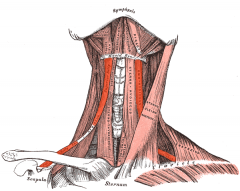 Neck Muscles
Omohyoid