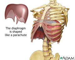 Deep Trunk Muscles
Diaphragm