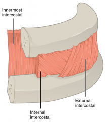 Deep Trunk Muscles
Innermost intercostal