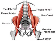Deep Back Muscles
Posas Major