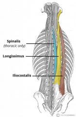 Deep Back Muscles
Erector spinae