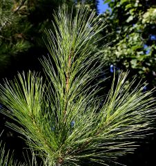3-6in long pine cones