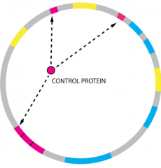 Operons around chromosome that share regulation

Example in image) The "pink" protein regulon consists of 5 genes, two monocistronic and a cluster of three polycystronic