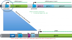 Regions of DNA that control the transcription of adjacent genes by binding RNA polymerase to initiate transcription of an adjacent gene