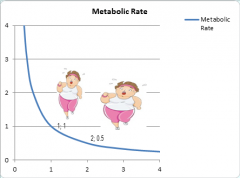 Metabolism
Metabolic rate