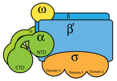 Two identical alpha subunits per holoenzyme with each alpha subunit have two distinct domains:

1) N-terminal domain (NTD) which interacts with RNAP via beta and beta prime subunits

2) C-terminal domain (CTD) which interacts with the up sequence...