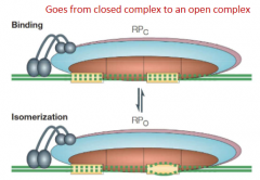 Promoter is unwound near the -10 sequence to expose a region of ssDNA from approximately -12 to +2

Facilitated by action of sigma factor 

Goes from closed complex to an open complex