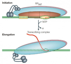 Major conformational change can occur at this point

RNAP escapes the promoter and transcribes into adjacent gene

RNA leaves sigma factor behind

RNAP is now an "elongation" complex where it will transcribe the whole gene until it encounters spe...