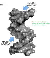 Typically target the major groove where there is a cavity wide enough to accommodate an alpha helix and where more DNA hydrogen bonds are exposed