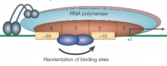 Some promoters bind RNAP poorly because sequences not oriented or spaced properly

Activating proteins enhance transcription by bending DNA to improve ability of RNAP to bind these sub-optimal promoters 