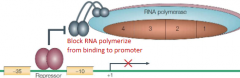 Blocking RNAP from binding to its promoter, causing transcription to be repressed

Repressors bind "operawtor" sequences that lie within the promoter, blocking access of RNAP
