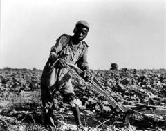 sharecropper (harvester)