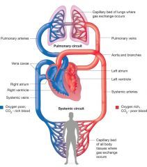 Describe double circulatory system?

(what are there functions?)
