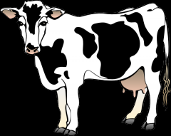 Cow