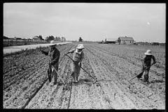 Sharecropper (farmers who rent land)