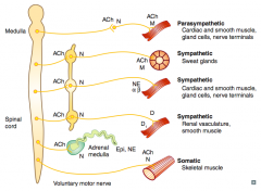 - Preganglionic (short) releases ACh on Nicotinic receptor (sympathetic chain)
- Postganglionic (long) releases ACh on Muscarinic receptor 

(same NTs and receptors as parasympathetic)