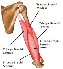 Triceps
Nerve: Radial
Roots: C6-C7-C8
Trunk: Upper, Middle, and Lower
Cord: Posterior
Action: Elbow extension
Test: Have the patient extend the elbow. In manual muscle testing, it is best to let the patient start with the elbow at 90 degrees. At m...