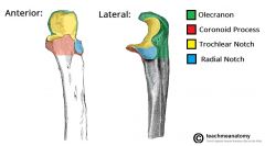 Anterior; articulates with the humerus